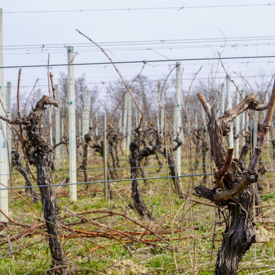 La Potatura Meccanica Sembra Ridurre Le Malattie Della Vite Wein Plus News Sul Vino