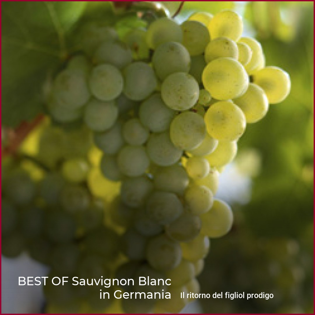 BEST OF Sauvignon Blanc in Germania | wein.plus Rivista di vino