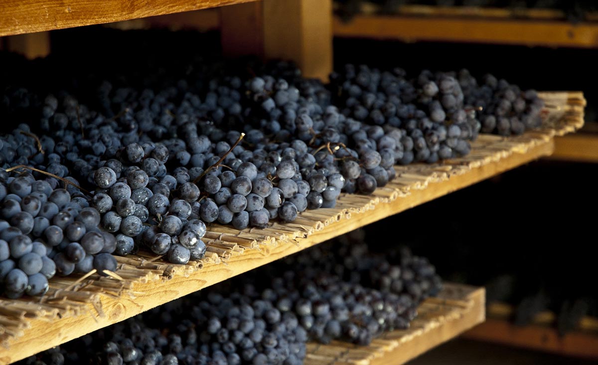 Die gelesen Chiavennasca-Trauben (Nebbiolo im Valtellina) welken auf Strohmatten für den Sfursat-Wein