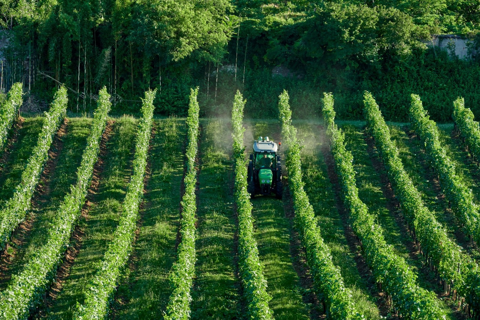 L'UE approva 5 milioni di euro per la ricerca sul Piwi - Progetti per la riproduzione di viti resistenti