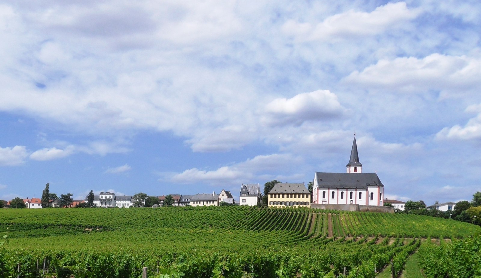 Rheingau: l'elettrodotto attraverserà i migliori vigneti della VDP - I viticoltori di Hochheim si difendono dal "collegamento Reno-Meno"