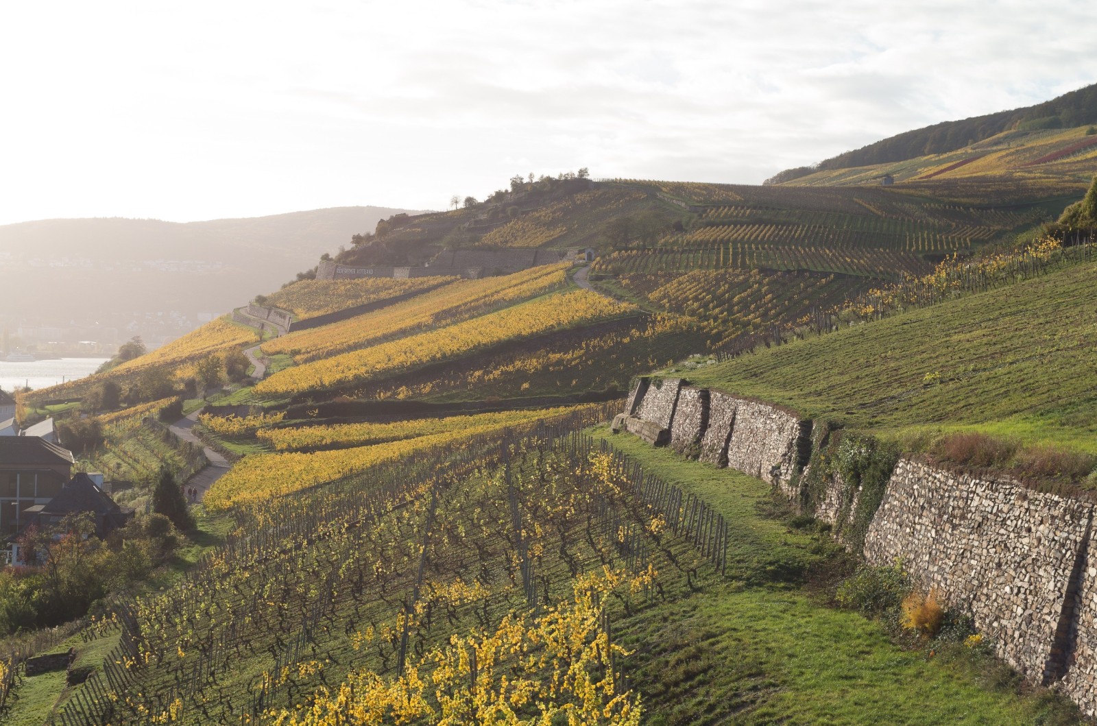 Nonostante la crisi: la superficie viticola tedesca cresce di 309 ettari - Il Rheinhessen è di nuovo in cima alla lista dei nuovi impianti