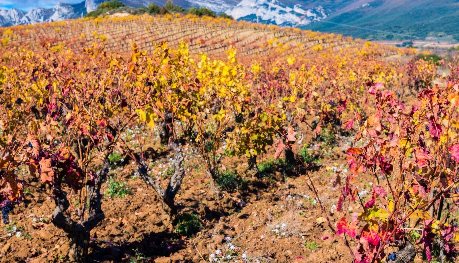 Piano d'azione francese contro la carenza d'acqua nelle regioni vinicole - Il rischio meteorologico è la principale minaccia per i viticoltori
